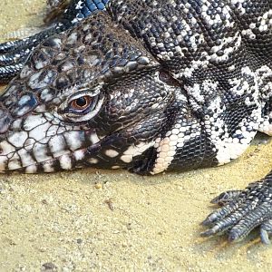 Argentine black and white tegu (Salvator merianae)