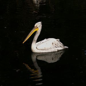 Dalmatian Pelican (Pelecanus crispus)