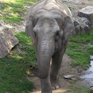 Asian Elephant (Elephas maximus)