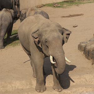Asian Elephant (Elephas maximus)