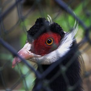 Brown-eared Pheasant (Crossoptilon mantchuricum)