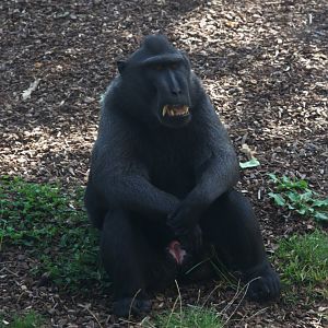 Crested Black Macaque (Macaca nigra)