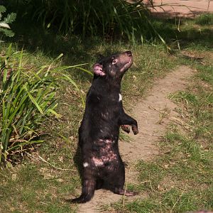 Tasmanian Devil (Sarcophilus harrisii)