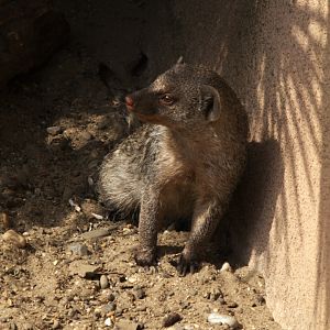 Banded Mongoose (Mungos mungo)