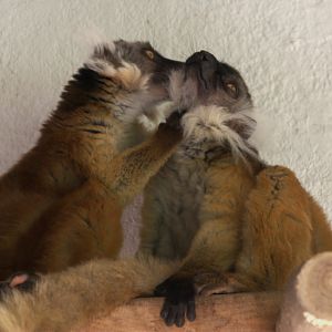 Black Lemur (Eulemur macaco)