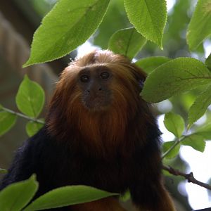 Golden-headed Lion Tamarin (Leontopithecus chrysomelas)