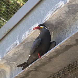 Inca Tern (Larosterna inca)