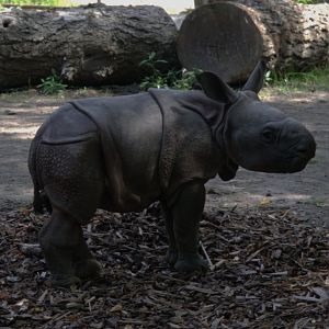 Indian Rhino (Rhinoceros unicornis)