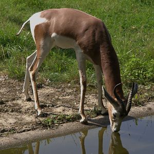 Mhorr Gazelle (Nanger dama mhorr)