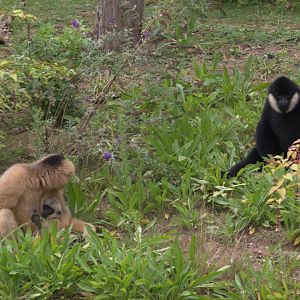 Northern White-cheeked Gibbon (Nomascus leucogenys)