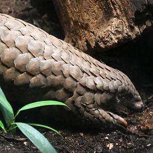 Chinese pangolin