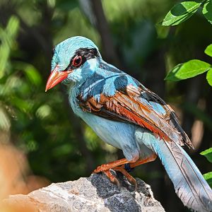 Indochinese green magpie