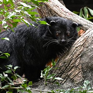 Palawan binturong