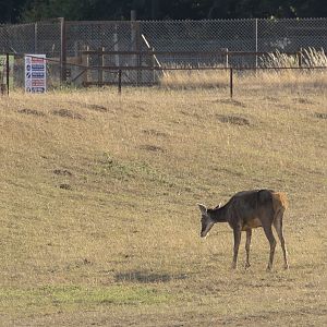 White-lipped deer : Whipsnade : 15 Aug 2025