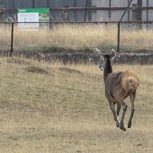 White-lipped deer : Whipsnade : 15 Aug 2025