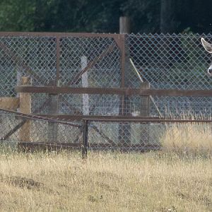 White-lipped deer : Whipsnade : 15 Aug 2025