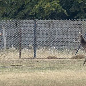 White-lipped deer; banteng : Whipsnade : 15 Aug 2025