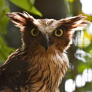 Buffy fish owl