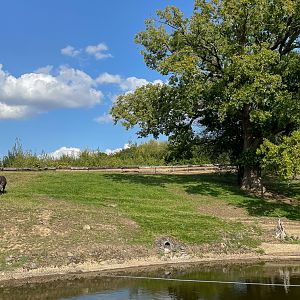 South American tapir (exhibit) : Whipsnade : 15 Aug 2025