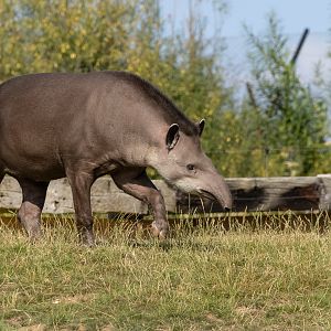 South American tapir : Whipsnade : 15 Aug 2025