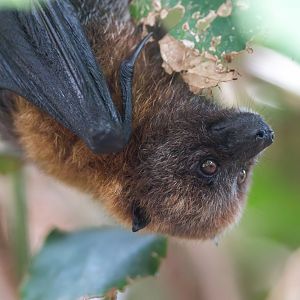 Rodrigues fruit bat, CWP, UK