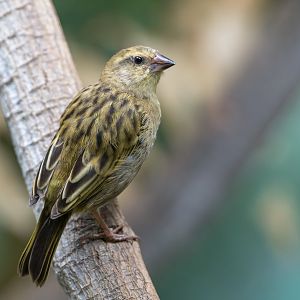 Madagascan Fody (f), CWP, UK