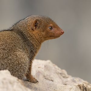Dwarf Mongoose, CWP, UK
