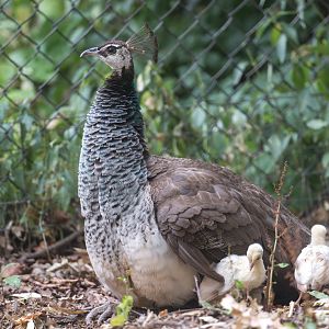 Indian peafowl (f) and chicks, CWP UK