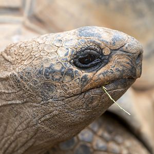 Aldabra Giant Tortoise, CWP, UK