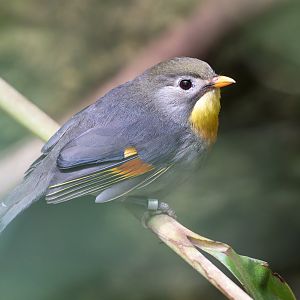 Pekin Robin, CWP, UK