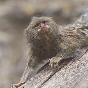 Pygmy Marmoset, CWP, UK