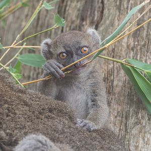 Greater Bamboo Lemur juvenile, CWP, UK