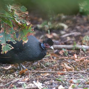 Kenya Crested Guineafowl, CWP, UK