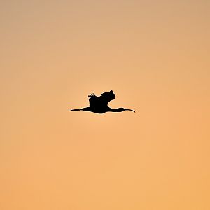 White-Faced Ibis (Plegadis chihi) at sunrise, posing as the Wawa logo