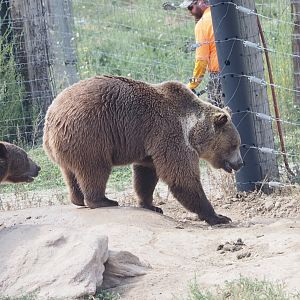 Syrian Brown Bears 1