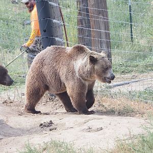 Syrian Brown Bears 2