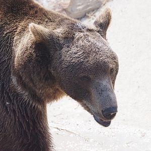 Syrian Brown Bear