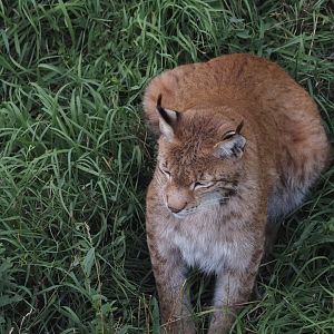 Siberian Lynx 1