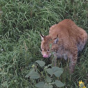 Siberian Lynx 2