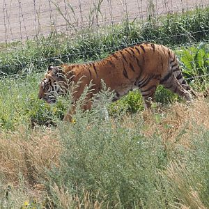 Bengal/Amur Tiger Mix 1