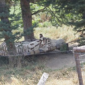 Bengal/Amur Tiger Mix 2