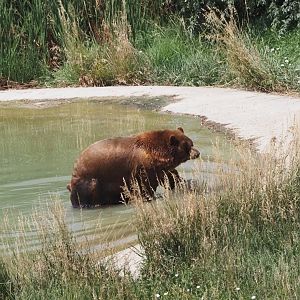 American Black Bear 1