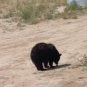 American Black Bear 2