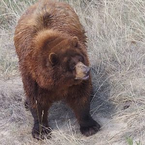 American Black Bear 3