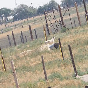 Bengal/Amur Tiger Mix 3