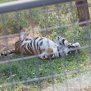 Bengal/Amur Tiger Mix 4