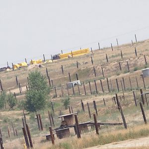 Wide Shot Showing African Lion
