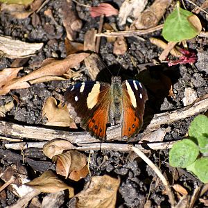 Yellow Admiral