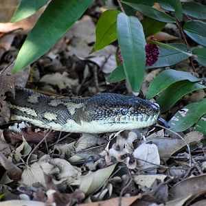 Coastal Carpet Python