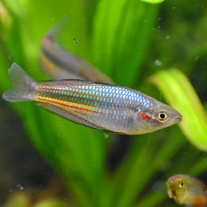 Crimson-spotted Rainbowfish
